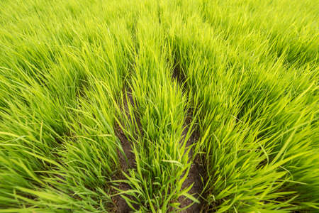 Green Young Rice Field Paddy. Bali, Indonesia.の写真素材