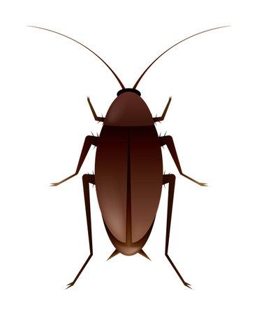 Cockroach on white background