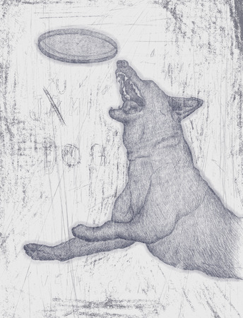 A dog that jumps の写真素材