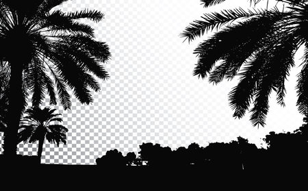 Palm trees vector silhouette. Coconut palm tree with coconuts vector. Beach vector trees.のイラスト素材