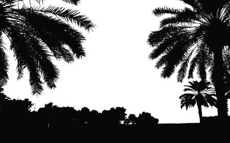 Palm trees vector silhouette. Coconut palm tree with coconuts vector. Beach vector trees.のイラスト素材