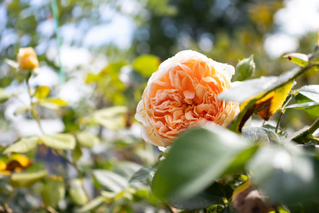 Close-up of a blooming yellow rose in a garden, showcasing its delicate petals and vibrant color.の写真素材