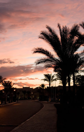 Date palm at sunrise