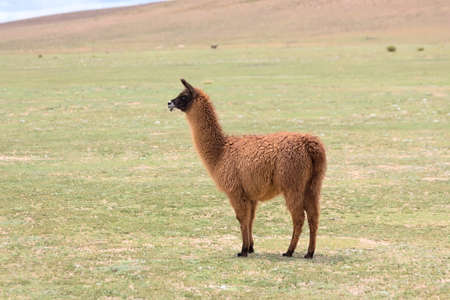 Side view of a llama in a meadow, Boliviaの写真素材