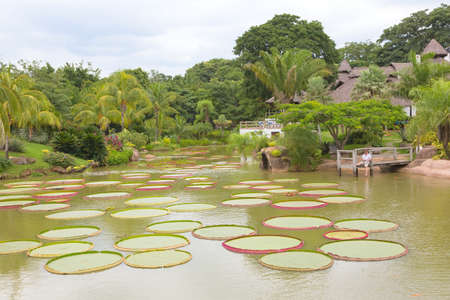 Summer tropical landscape with pond and Victoria amazonica lilies, Boliviaの写真素材
