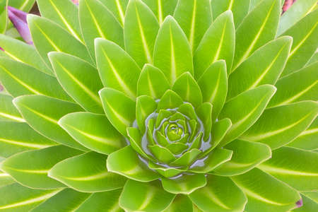 Background view the leaves of Lobelia deckenii in the mountains of Kenyaの写真素材
