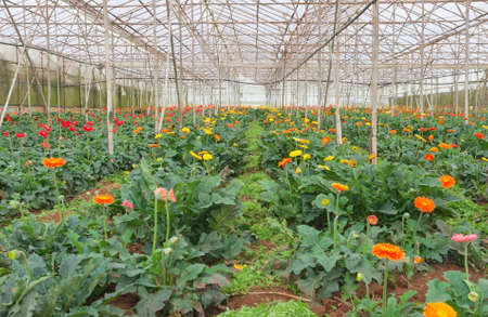 Plantation of gerbera flowers in Dalat, Vietnamの写真素材