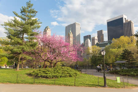 Spring time in Central Park and Manhattan Skyline, New York Cityのeditorial素材