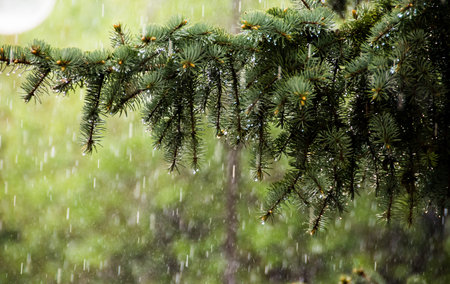 rain