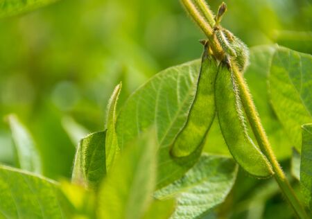 Field crop farm sky beautiful view of human labor farmerの写真素材