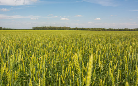 Field crop farm sky beautiful view of human labor farmer