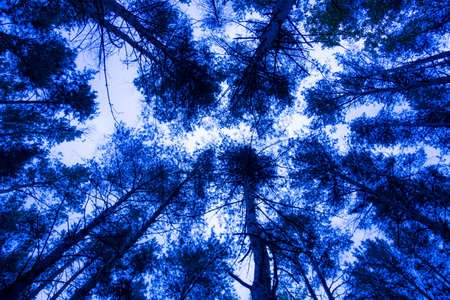 blue forestの写真素材