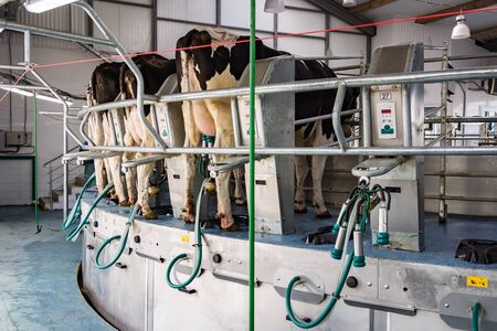 Cows on the farm, milking milkのeditorial素材