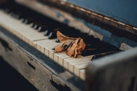 yellow leaf on an old piano keyboardの写真素材