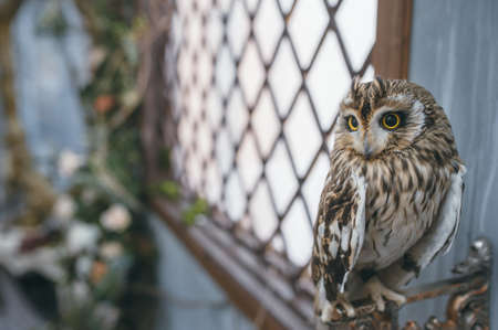 beautiful owl with yellow eyes sitting on a branchの写真素材