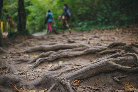 two tourists in the forest with roots in the foregroundの写真素材
