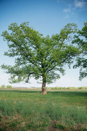 large oak tree in a field of dandelionsの写真素材