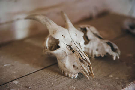 two skulls of goats on a wooden tableの写真素材