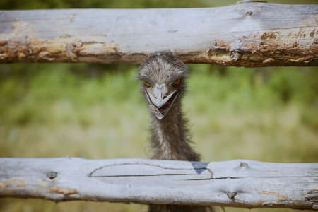 Portrait of Emu head face and neck in a farmの写真素材