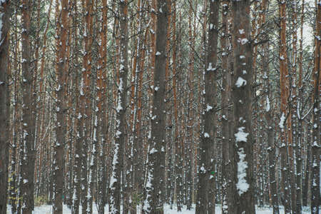 crown of pine trees in the winter forestの写真素材