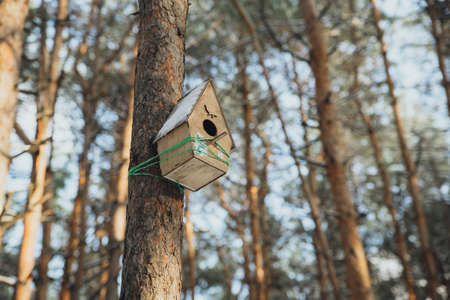 birdhouse in a tree in the winter forestの写真素材