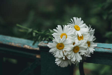 Beautiful bouquet of daisies lying on the fenceの写真素材