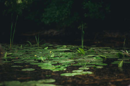 lily on the water. River landscapeの写真素材