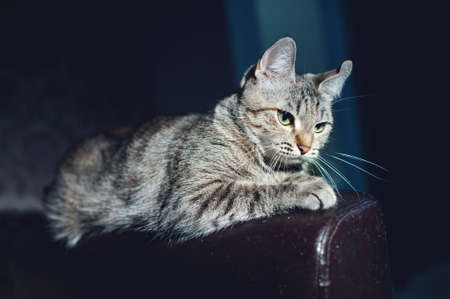 Beautiful cat on a dark background in the studioの写真素材