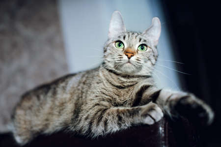 Beautiful cat on a dark background in the studioの写真素材