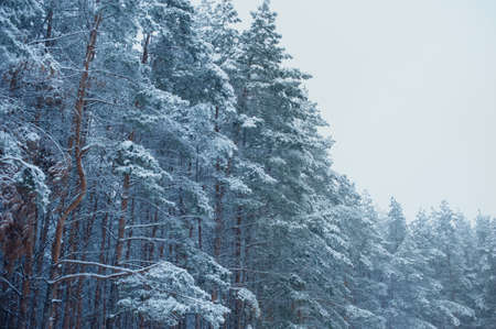 Winter landscape. Pines under the snow. Coldの写真素材