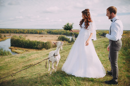 Two white goats in the image of the bride and groomの写真素材