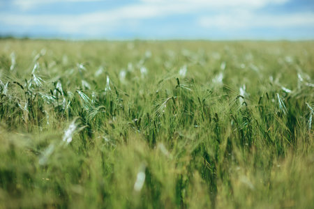 field of ears. Sun behind a wheat field.の写真素材