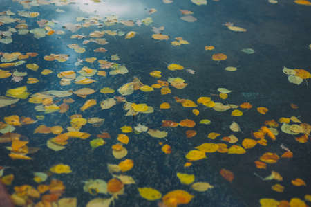yellow leaves float in blue water. lakeの写真素材