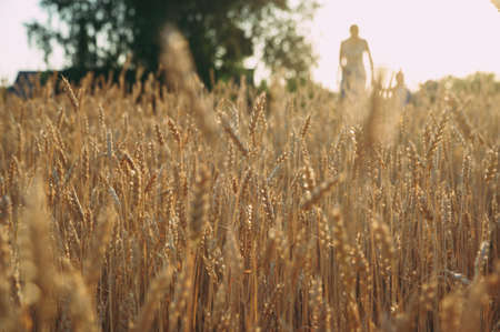 Golden wheat field of wheat ears. summerの写真素材