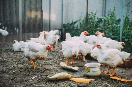 white hens on the farm. chickens. bird fluの写真素材