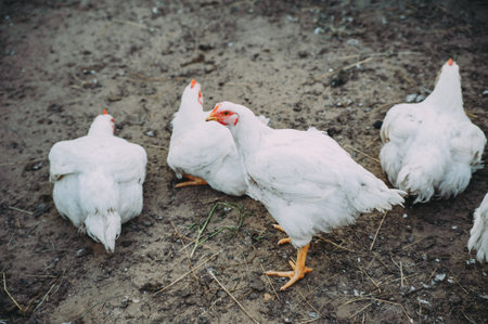 white hens on the farm. chickens. bird flu