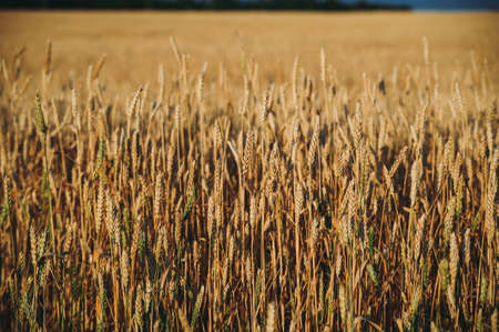 golden field of wheat, ears of ryeの写真素材