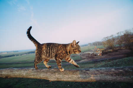 rustic tabby cat runs on a log at dawnの写真素材