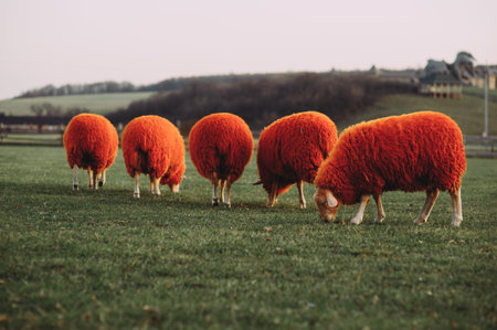 five orange sheep eat grass on the field