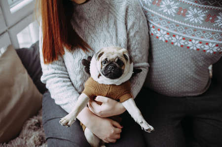 Pug dog in the hands of a girl in the studioの写真素材