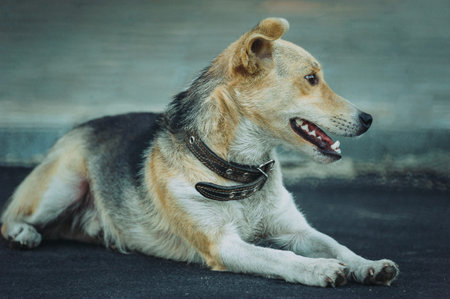 photo of a friendly dog lying. close-up