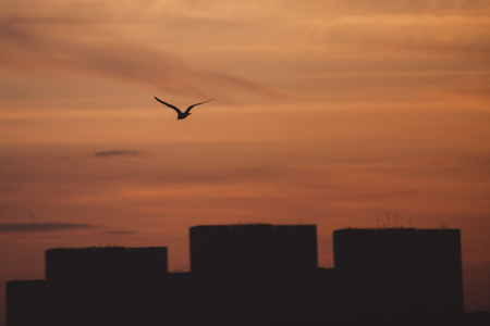 Silhouette of house, tree and bird over the glowing orange color dark sunset.の写真素材