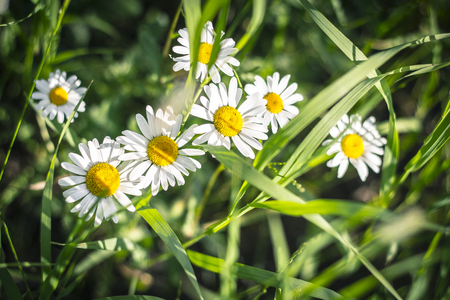 Green grass and chamomiles in the natureの写真素材