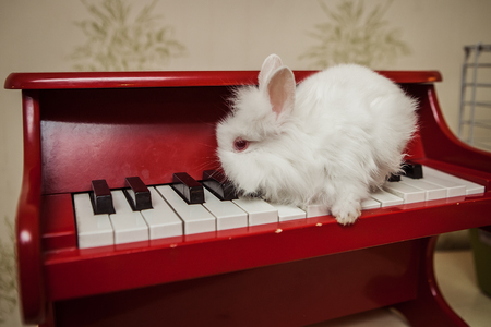 Baby white easter rabbit is sitting on the red toy pianoの写真素材