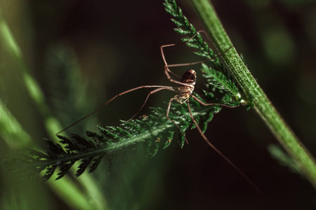 little spider on a green branch with a blur background
