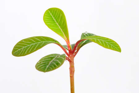 The life beginningの写真素材