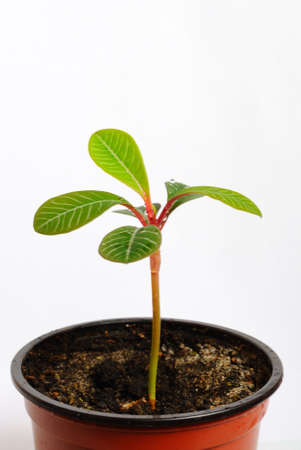 Life in a potの写真素材