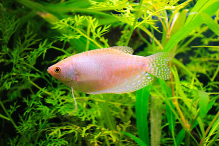 Gouramiの写真素材