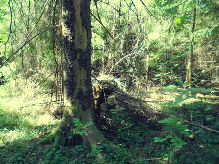 Forest 