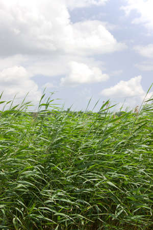 Reed with skyの写真素材